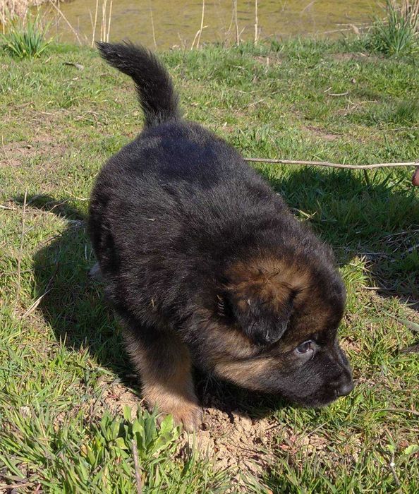 Нем овчарки.щенки.