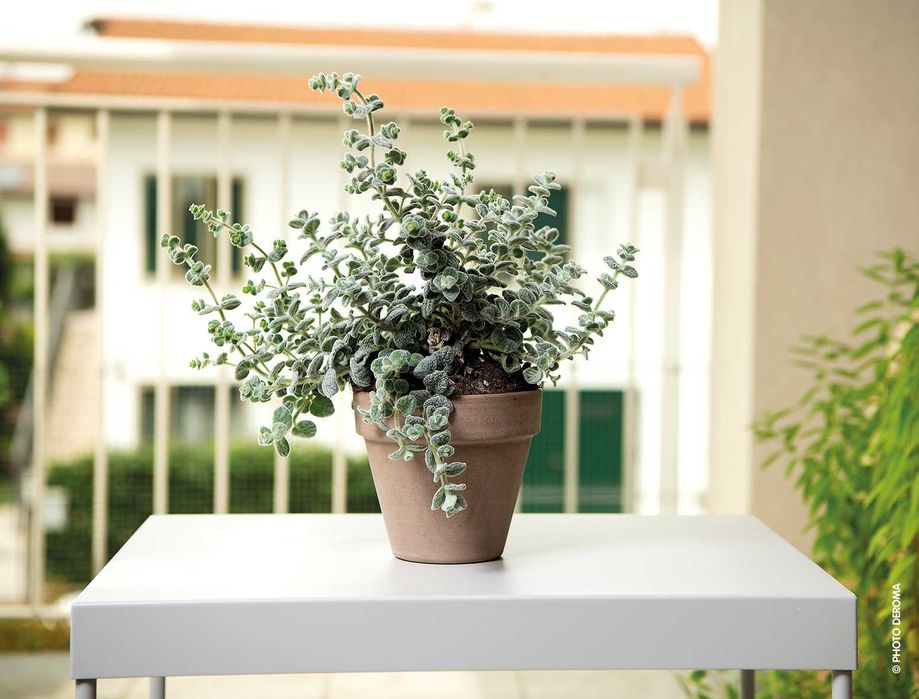 Горщики для квітів та саду майже -50% на все!