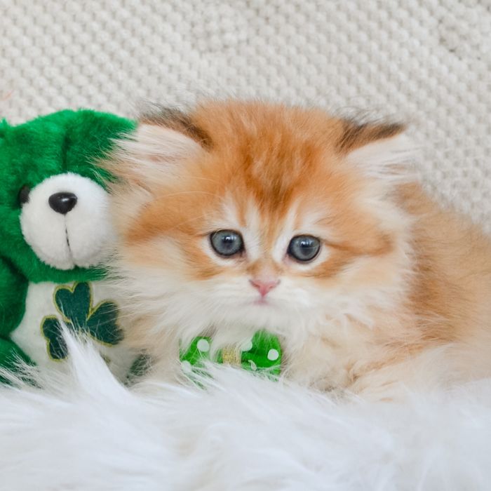 Бомбезний британський котик