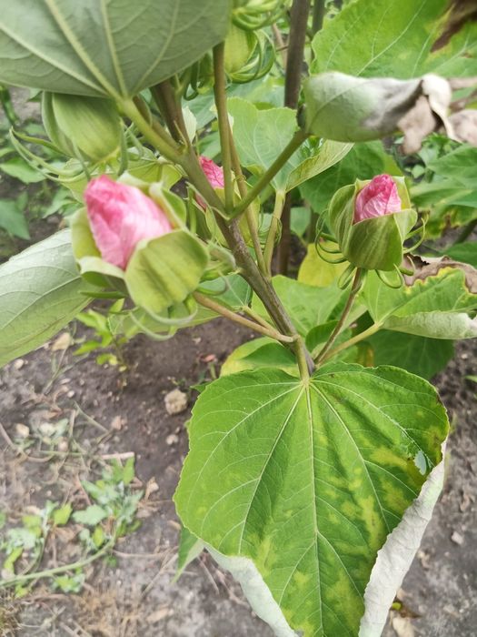 Гібіскус трав'яний