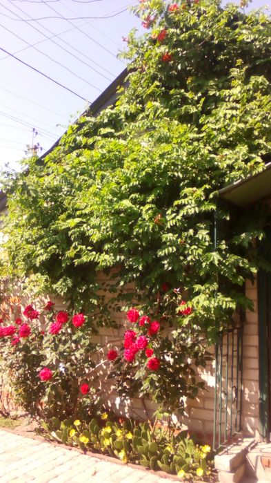 Цветы  укоренённые,семена . Продам,  перешлю. Цены уточняйте