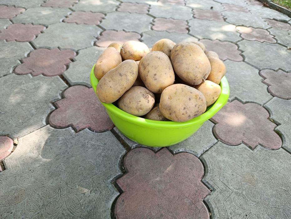 Продається картопля.