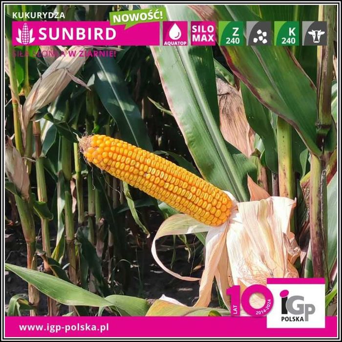Kukurydza SUNBIRD - Wysoki Plon Ziarno Dent Nasiona Kukurydzy IGP
