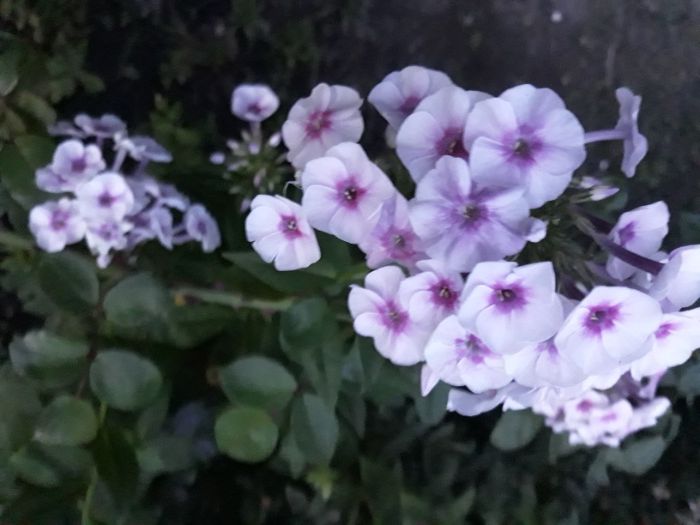 флоксы многолетник