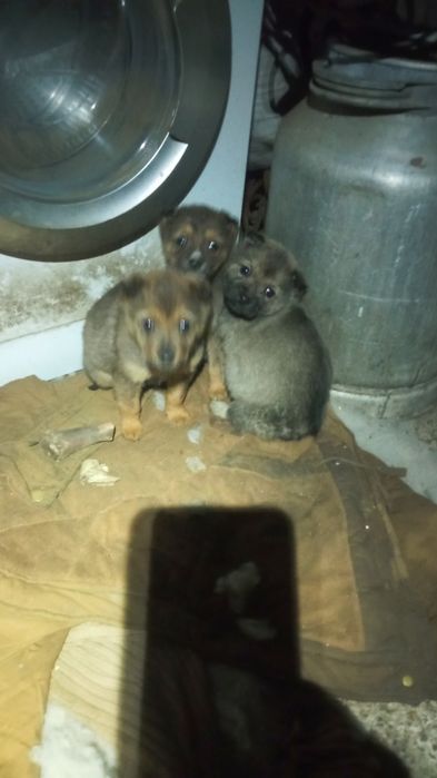 Віддам в добрі руки гарненьких цуценяток