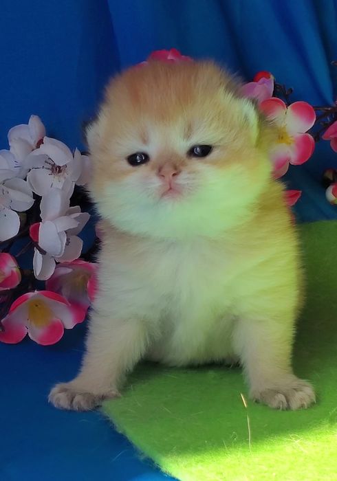 Ручные лапули, котята золотая шиншилла