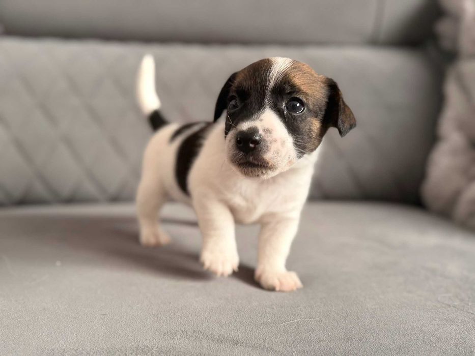 Śliczna sunia  rasy Jack Russell Terrier.