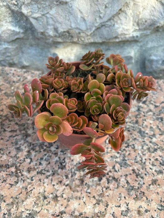 Suculentas Sedum ,Othonna capensis,,Crassula Muscosa, Aeonium, Aptenia cordifolia 1€