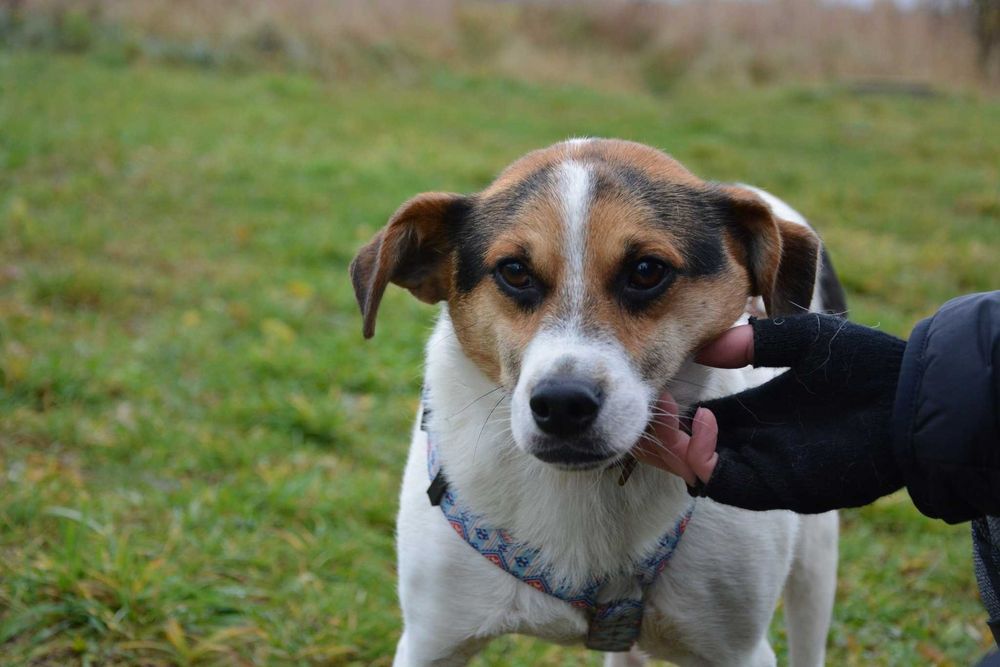 Brodi - słodki pycholek szuka nowego domu ADOPCJA