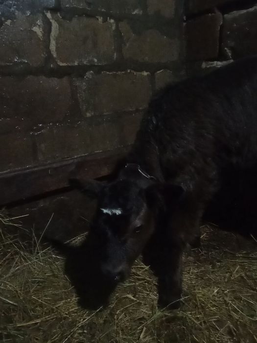 Продам  телятко.