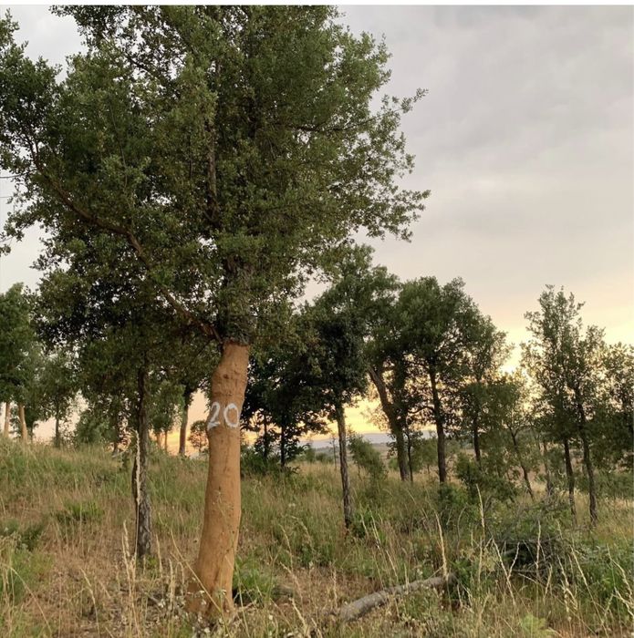 Monte totalmente vedado 12 ha. Aluguer ou venda pela melhor oferta.