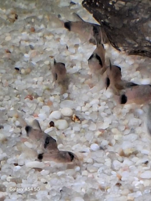 Kiryski Panda młode osobniki