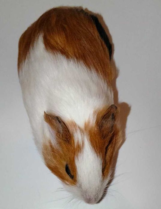 Продам молоді морські свинки