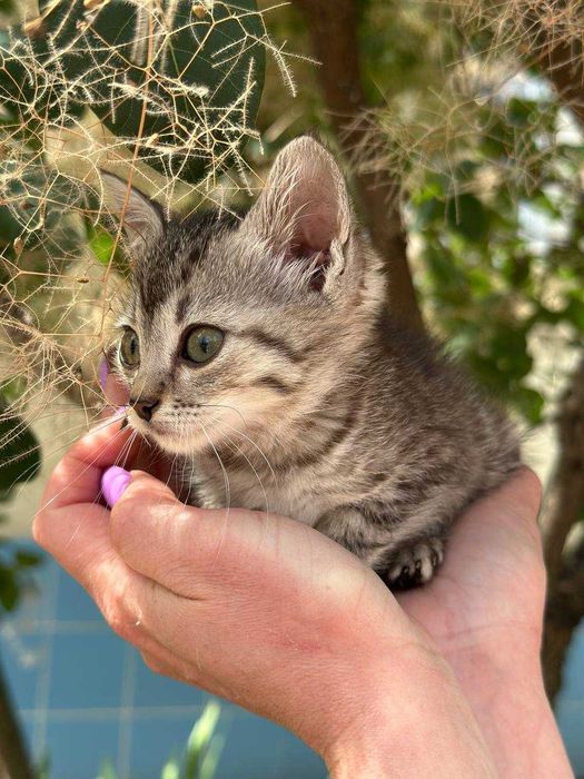 Кошеня Компот, 1,5 місяці, в пошуках дому.