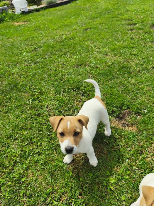 Jack Russell Terrier