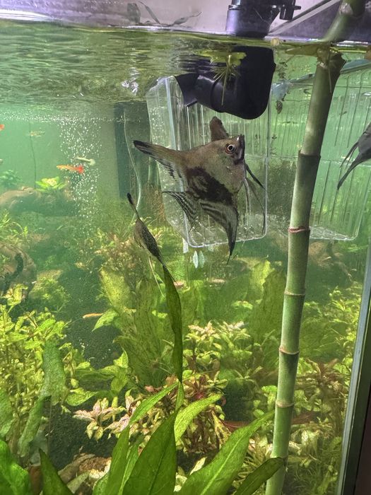 Peixes escalar juvenis