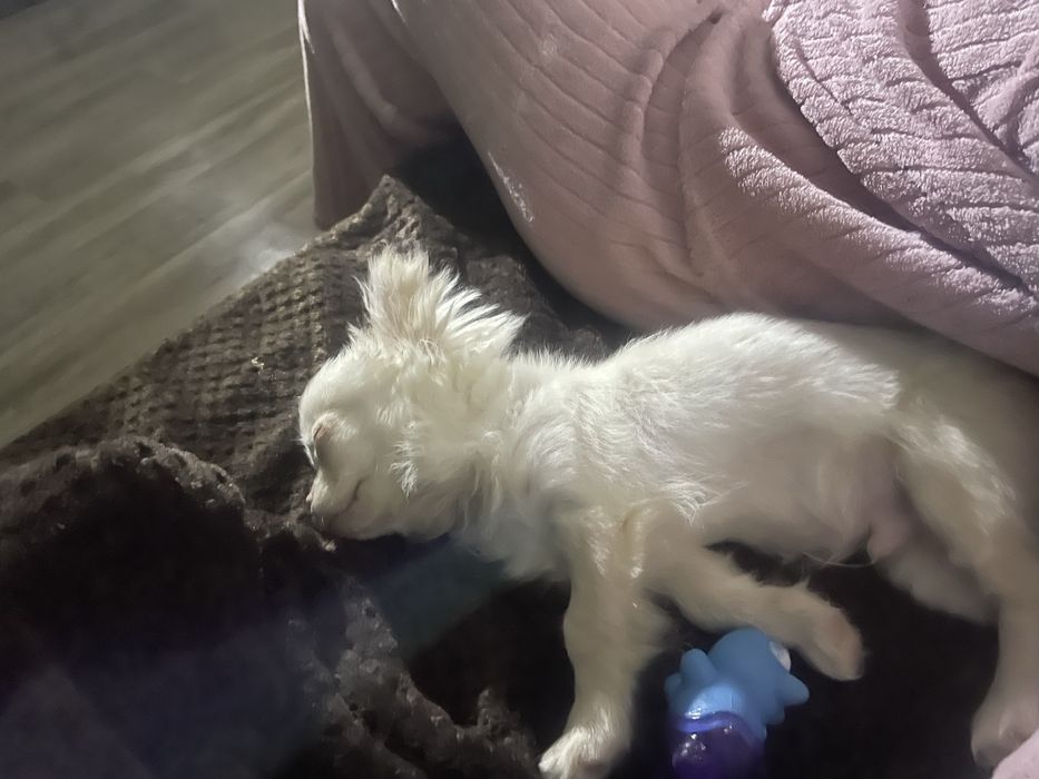 Чихомальчик чихуа