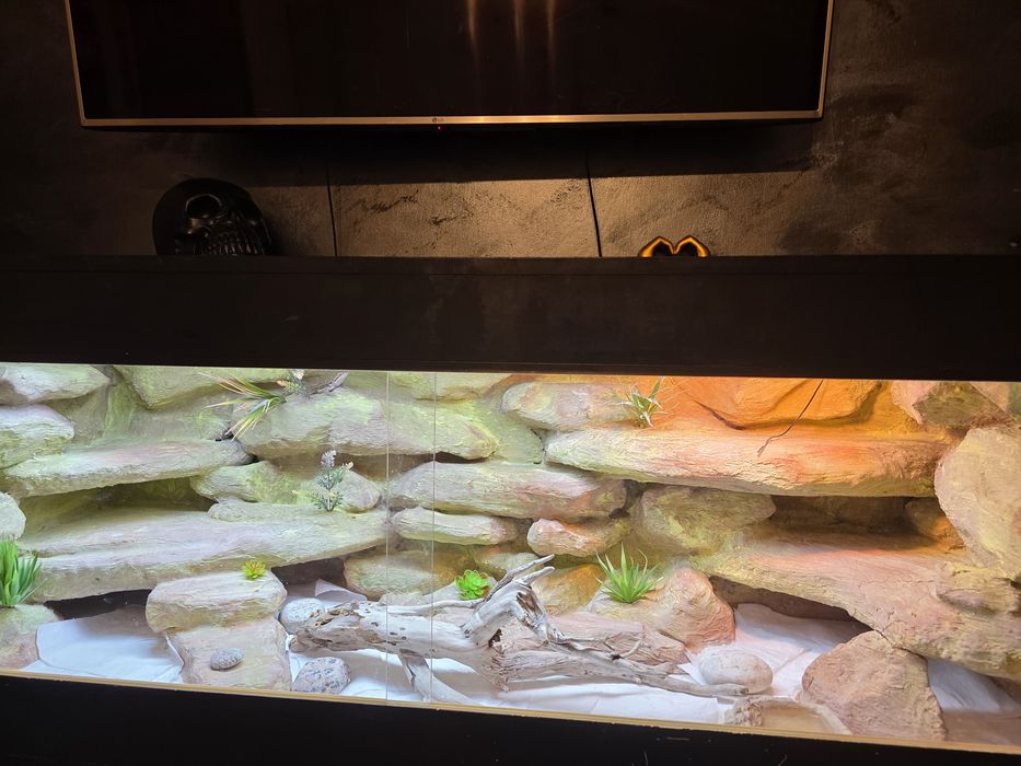 Terrarium dla agamy brodatej 160x60x60 agama brodata półpustynne