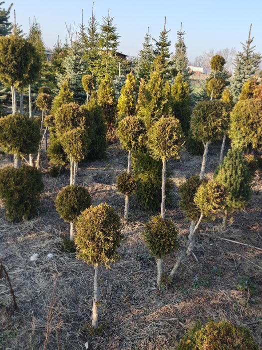 Bonsai różne wielkości, wysokości
