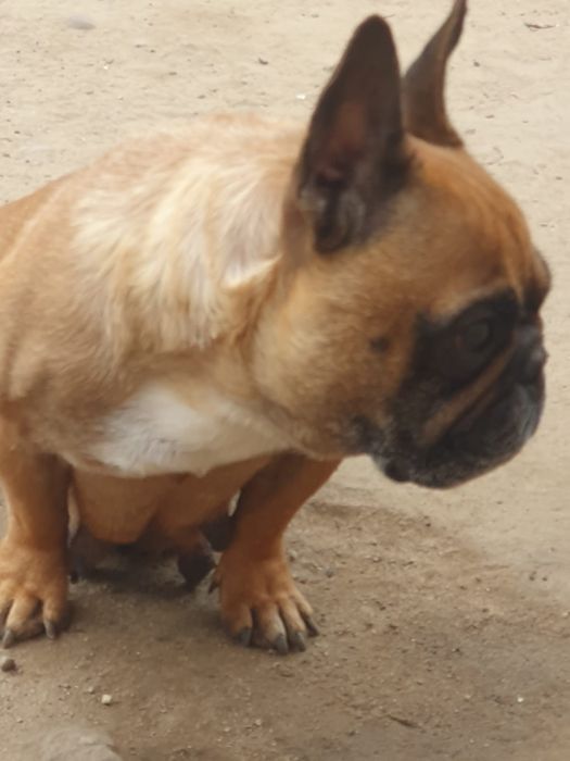Bulldog francuski/Dorosła ruda sunia