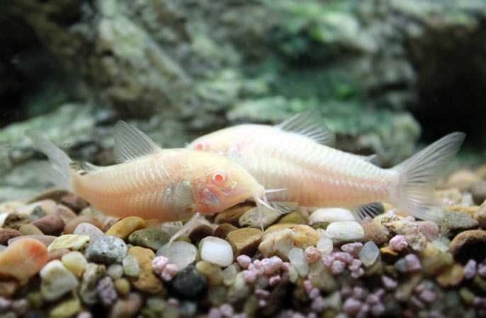 GB Kirys Albinos, Kirysek Albinos - dowóz ryb!