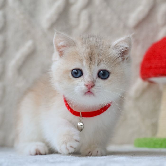 Красунчик британської породи