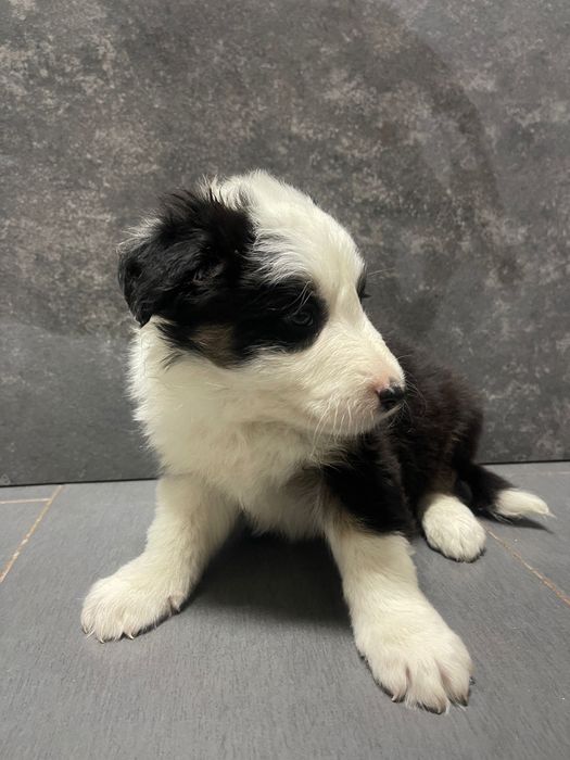 Border collie macho 3 meses