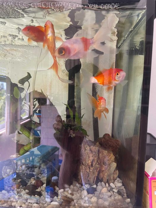 Peixinhos Dourados