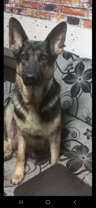 Цуценята немецької вівчарки