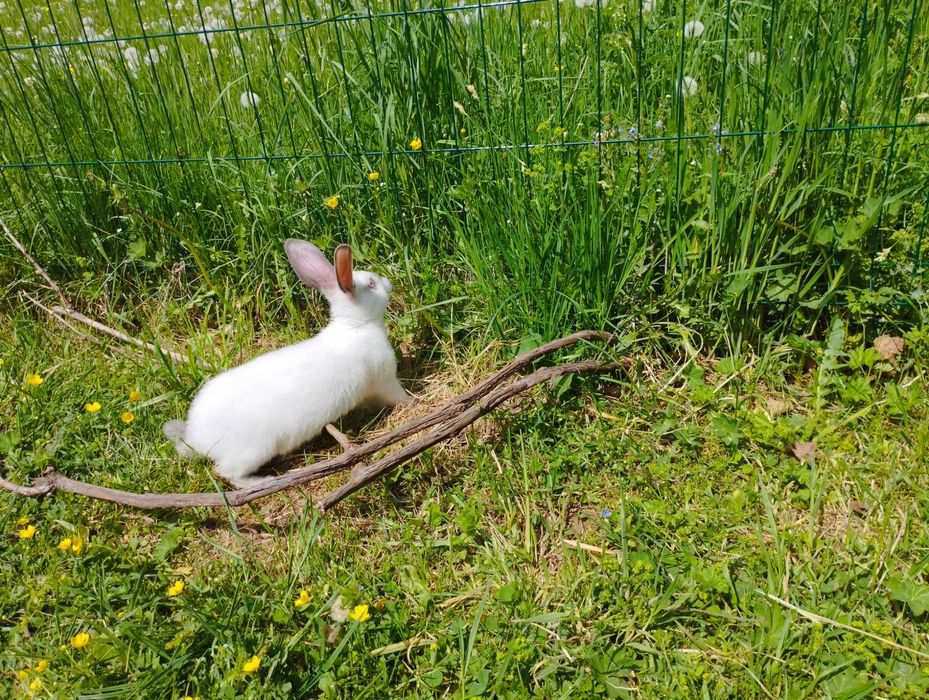 Продаються кролики.