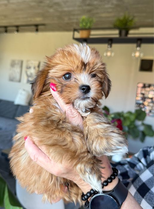 Uroczy piesek Yorkshire Terrier