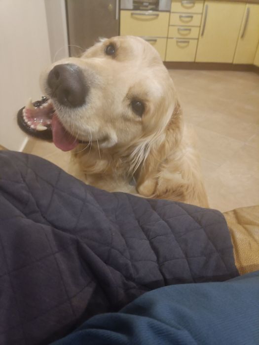 В'язка золотистий ретрівер