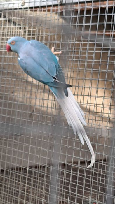 Ring necks 2024 / 2025 cleartail