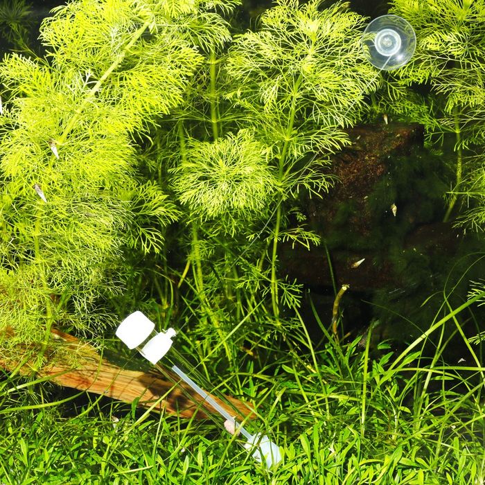 JBL Placollet (pułapka na płazińce)