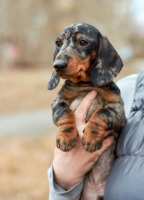 Цуценя — маленьке диво! Любить ігри, обійми і швидко стає частиною сім