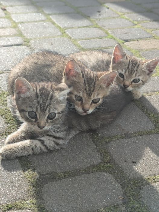 Віддам в добрі руки трьох кошенят!!!