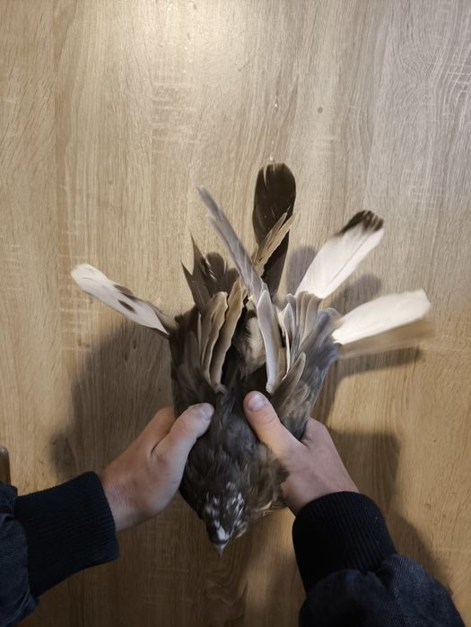 Sprzedam gołębie ruskie.