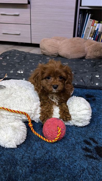 Cavapoo - urocza suczka