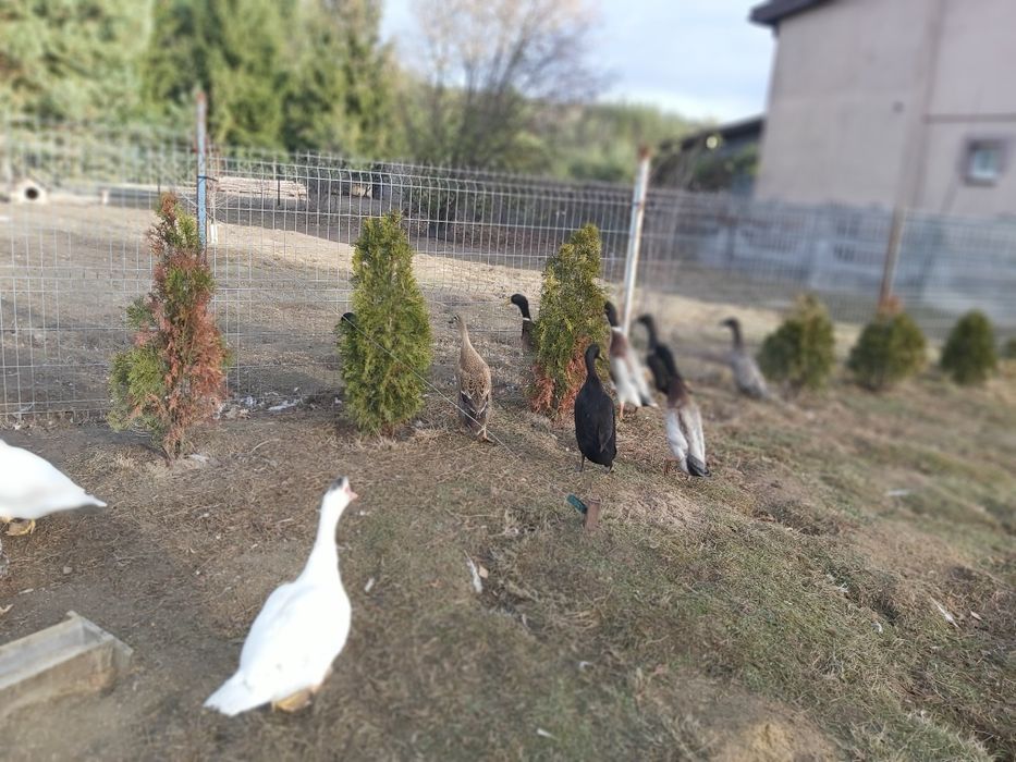 Biegusy - kaczki ,kaczory