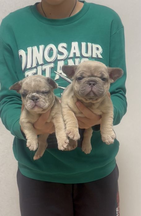 Міні і стандарт