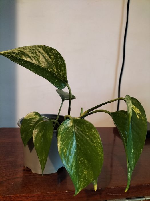 Сциндапцус золотистий