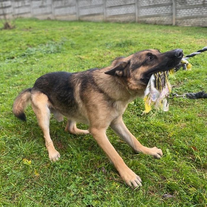 Młody owczarek do adopcji- Franek szuka domu