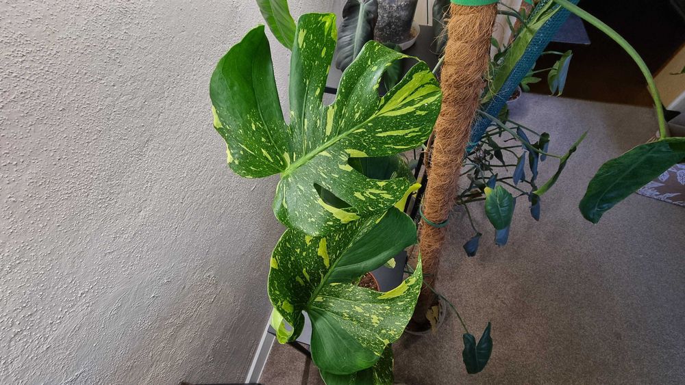Monstera Elektrolight 55cm