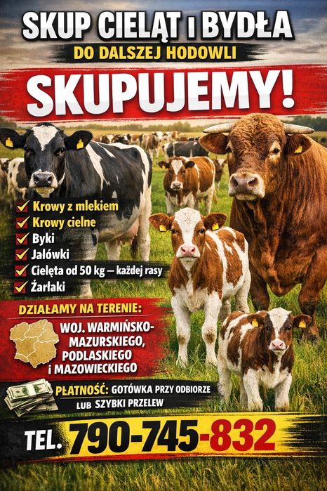 Skup bydła i cieląt do dalszej hodowli. Całe warmińsko-mazurskie