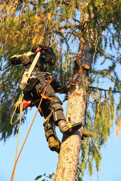 WYCINKA I PIELĘGNACJA DRZEW - przycinanie, wycinanie, alpinistyczne