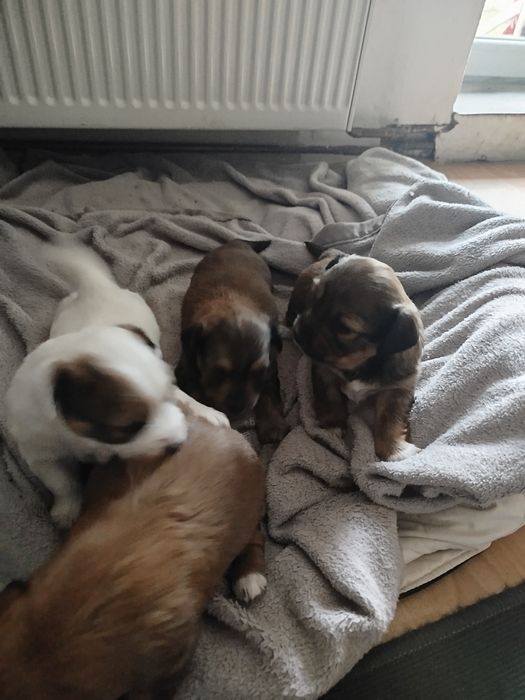 Pieski szukają dobrego domu