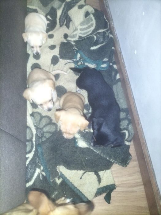 Cães arracados de pischer para adoção