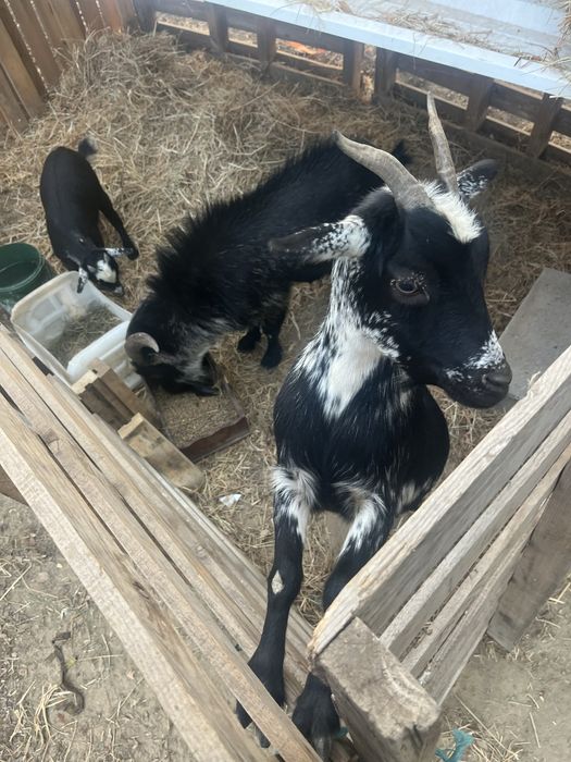 Cabra Anã + Cabrito