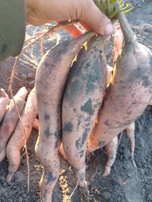 Продам батат  65грн/кг