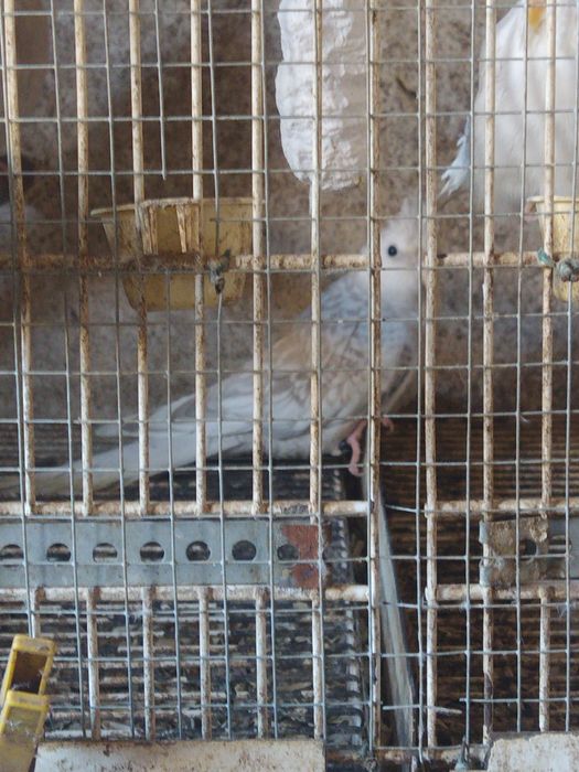 Caturras Face branca, Pérola Canela Face Branca e Albina